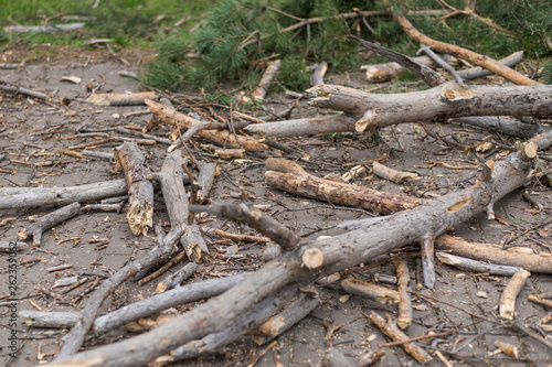 Cutting down trees. Sawn logs lying on the grass. Cleaning the park from old, sick trees.