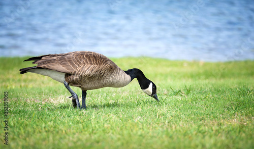 Canada Goose feeding on the grass photo