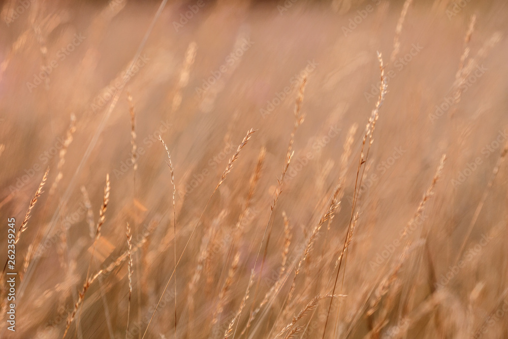 Fototapeta premium Sunset in the field