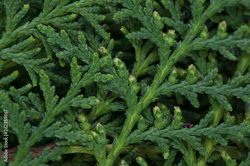 Green cypress tree  macro