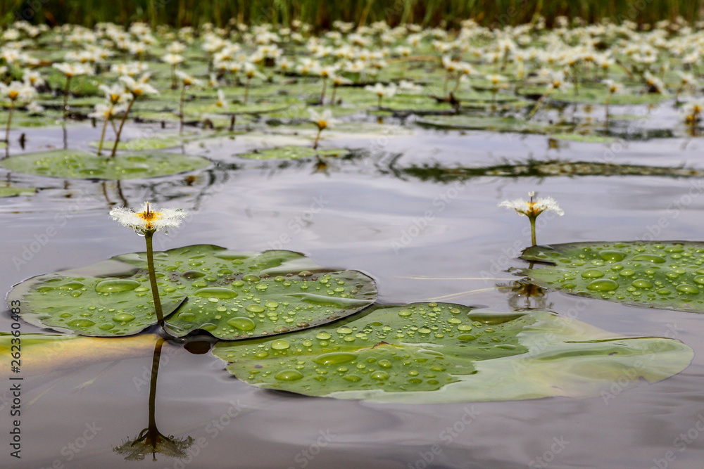 Yellow and white flower floating in a lake after the rain (Nymphoides peltata)
