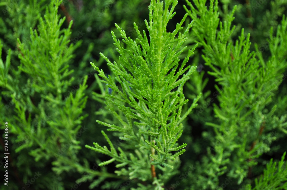 Leaf bonsai juniper after the rain Leaf bonsai juniper after the rain