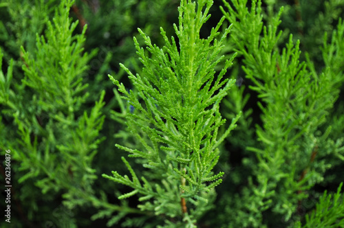 Leaf bonsai juniper after the rain