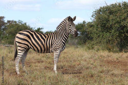 Steppenzebra   Burchell s Zebra   Equus burchellii