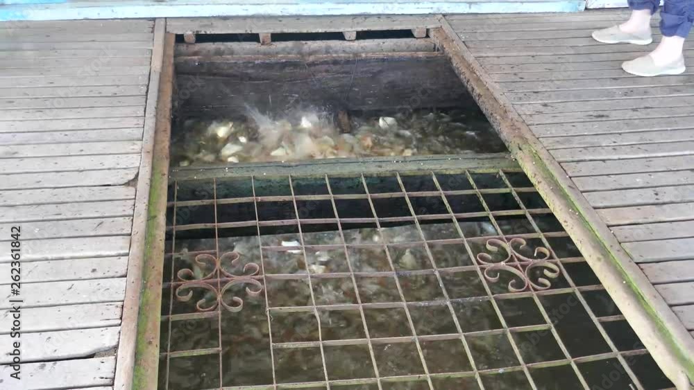 Tilapia being fed in fish farm Tilapia being fed in fish farm