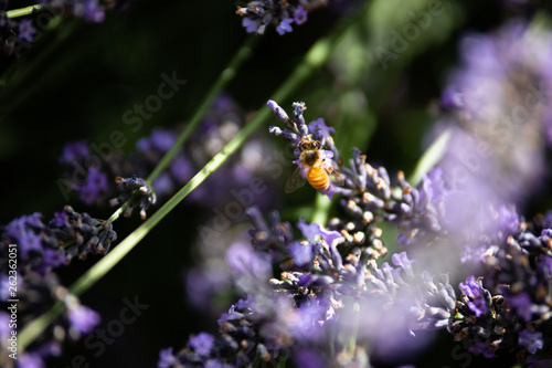 Bee on lavender3 photo