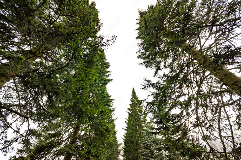 Fototapeta premium Landscape with coniferous trees