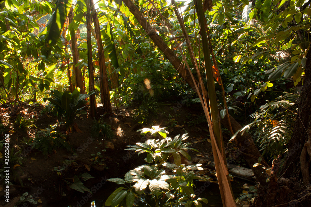 Naklejka premium Biodiversidad y ambiente en la zona de Morelos Mexico las estacas vegetacion natural