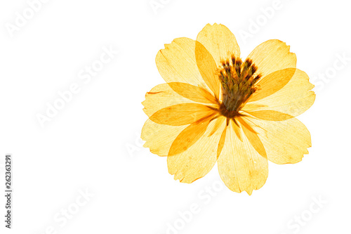 Image of arrangement of pressed flowers