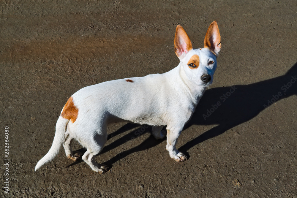 A small white dog with large erect ears walks on the shore.