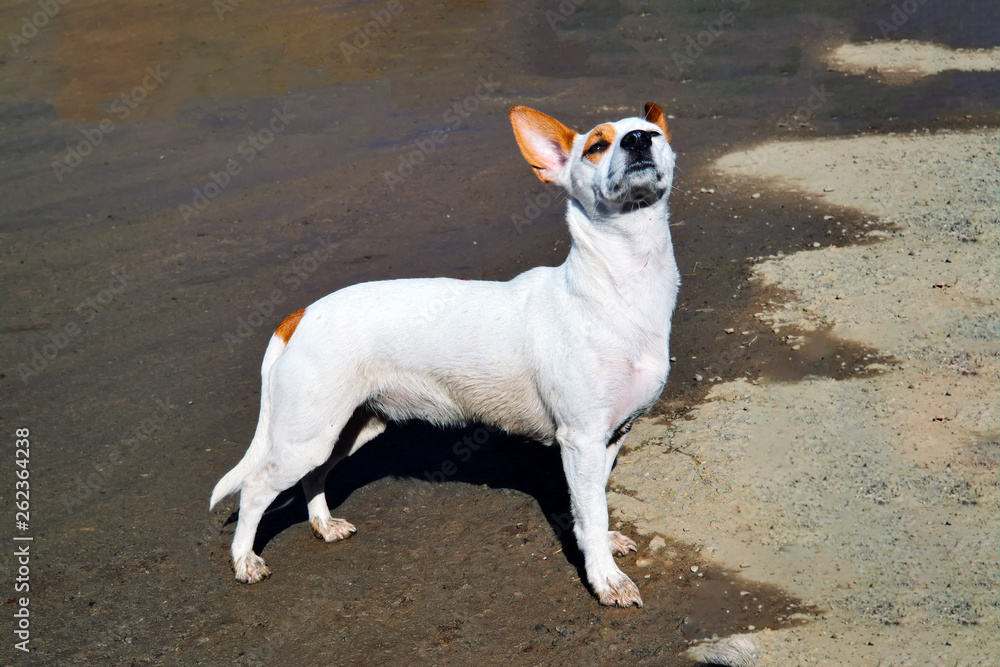 A small white dog with large erect ears walks on the shore. A small white dog with large erect ears walks on the shore.