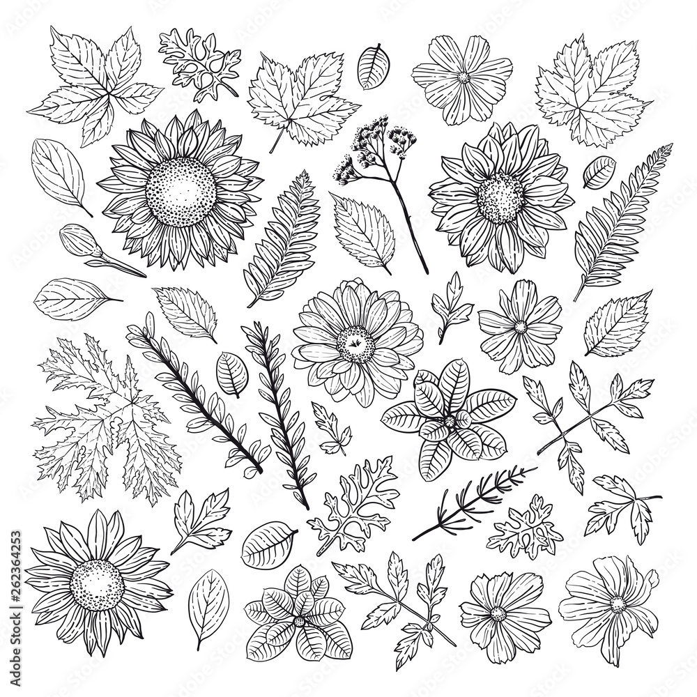 Set of illustrations of plants. Sketch. Freehand drawing