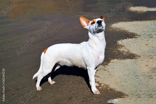 Fototapeta Naklejka Na Ścianę i Meble -  A small white dog with large erect ears walks on the shore.