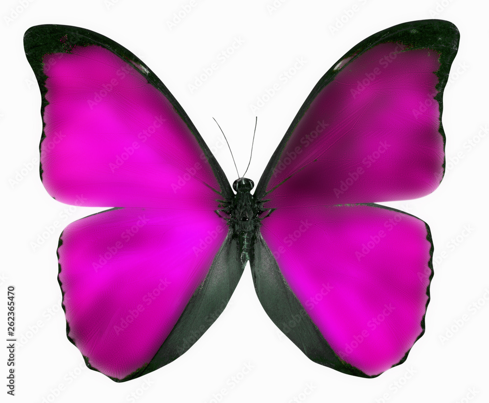 pink butterfly isolated on a white background Stock Photo | Adobe Stock
