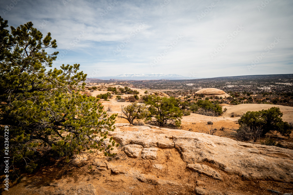 Amazing landscape and vegetation in the desert of Utah - travel photography