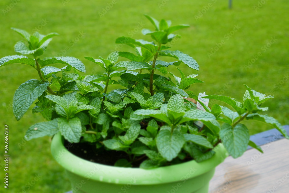 fresh mint in pot fresh mint in pot