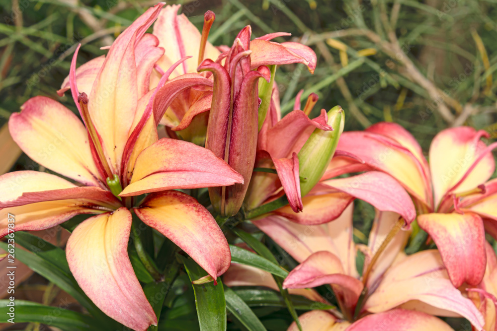 Fototapeta premium Lily of variety Lilium 'Royal Sunset'