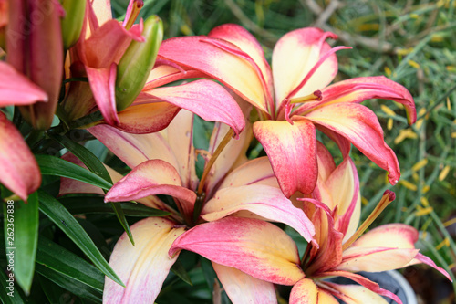 Lily of variety Lilium  Royal Sunset 