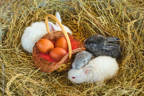 easter bunny with eggs in basket