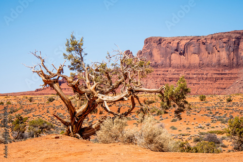 Dry rotten trees at Monument Valley in Utah - travel photography