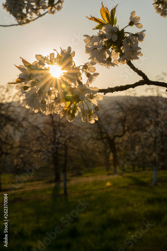 Kirschblüte im Abendlicht Kirschbaum Blüte sonne