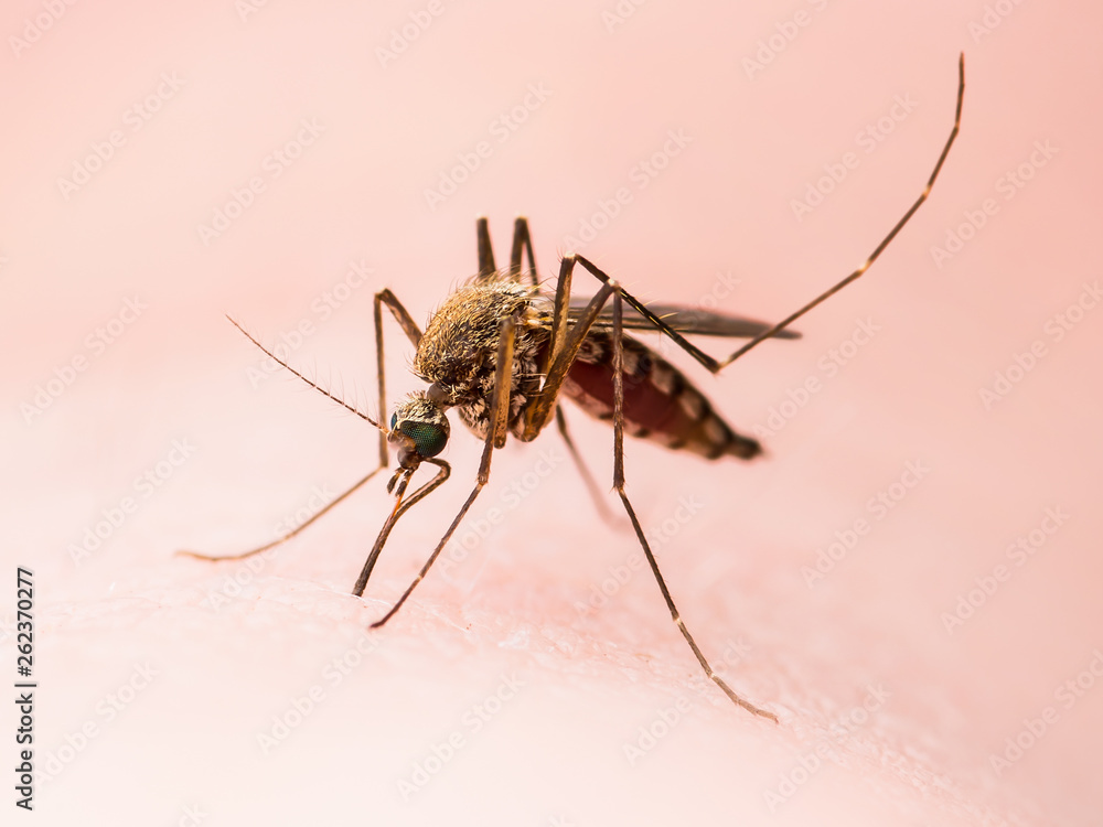 custom made wallpaper toronto digitalEncephalitis, Yellow Fever, Malaria Disease or Zika Virus Infected Culex Mosquito Parasite Insect on Skin Macro