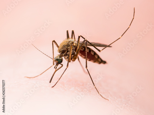 Encephalitis, Yellow Fever, Malaria Disease or Zika Virus Infected Culex Mosquito Parasite Insect on Skin Macro © nechaevkon