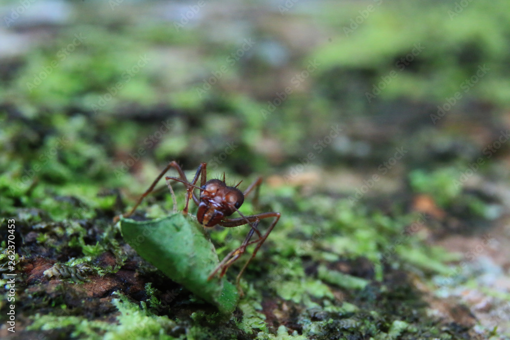 A soldier leaf cutter ant that is defending his leaf with his enormous mandibles A soldier leaf cutter ant that is defending his leaf with his enormous mandibles
