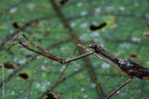 Brown, well camouflaged praying mantis with a beautiful leaf background