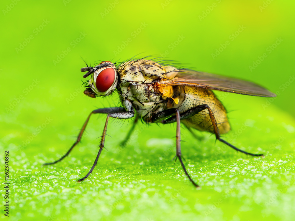 Exotic Drosophila Fruit Fly Diptera Parasite Insect on Plant Leaf Exotic Drosophila Fruit Fly Diptera Parasite Insect on Plant Leaf