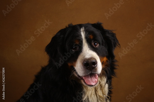 Bernese mountain dog sitting in studio on brown blackground and looking at camera