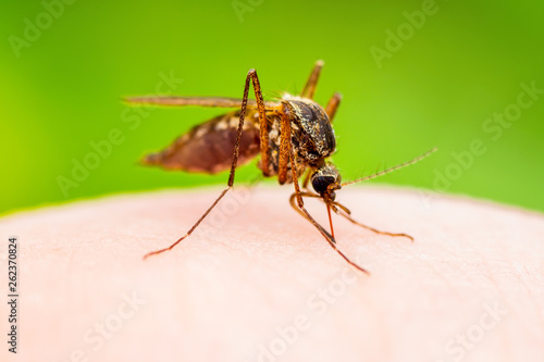 Encephalitis, Yellow Fever, Malaria Disease or Zika Virus Infected Culex Mosquito Parasite Insect Macro on Green Background © nechaevkon