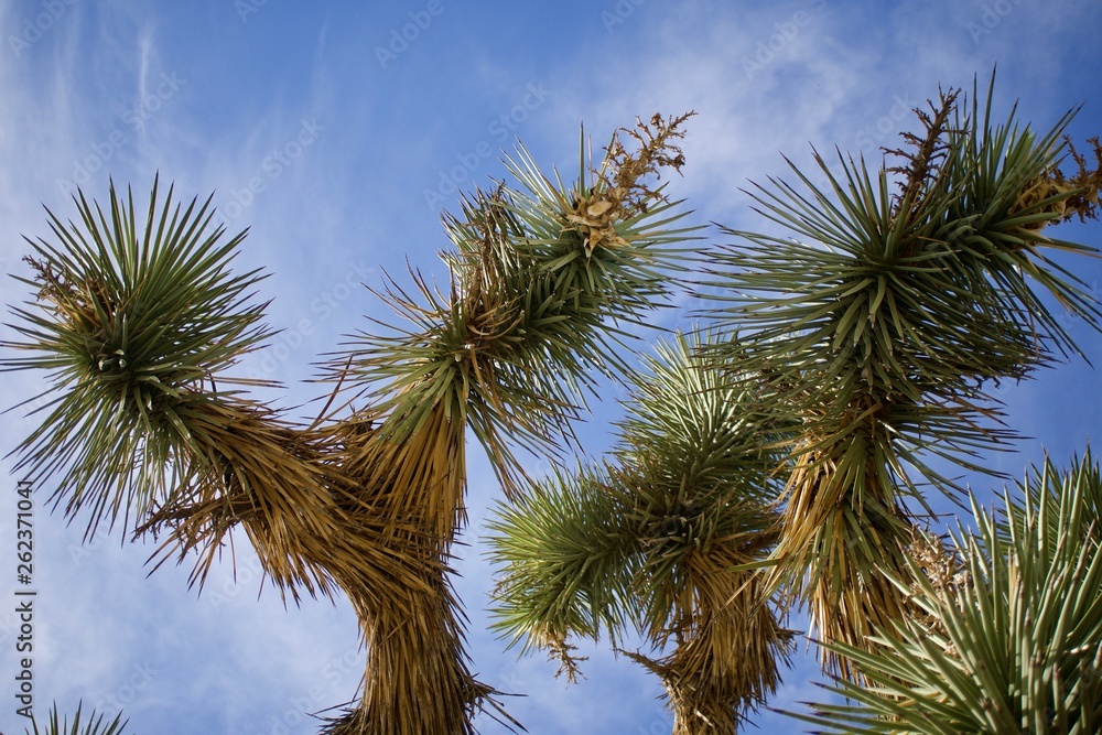 joshua tree and blue sky