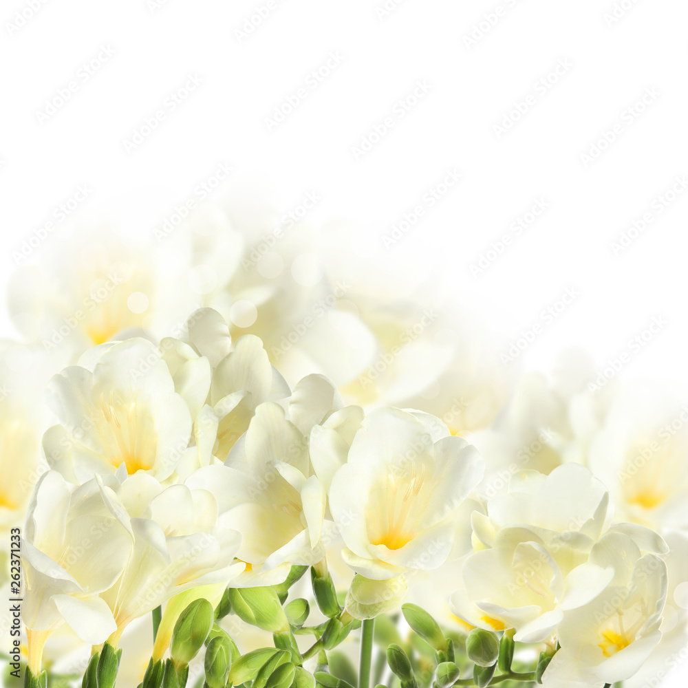 Fresh spring freesia flowers on white background