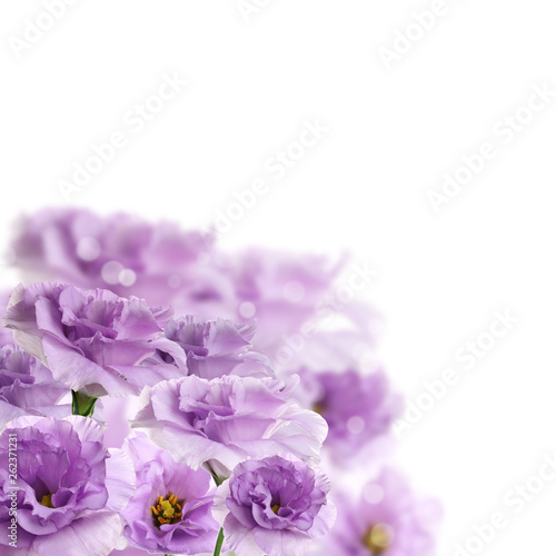 Fresh spring eustoma flowers on white background