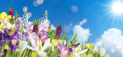 Fototapeta Naklejka Na Ścianę i Meble -  Beautiful spring flowers and flying butterflies against blue sky, space for text