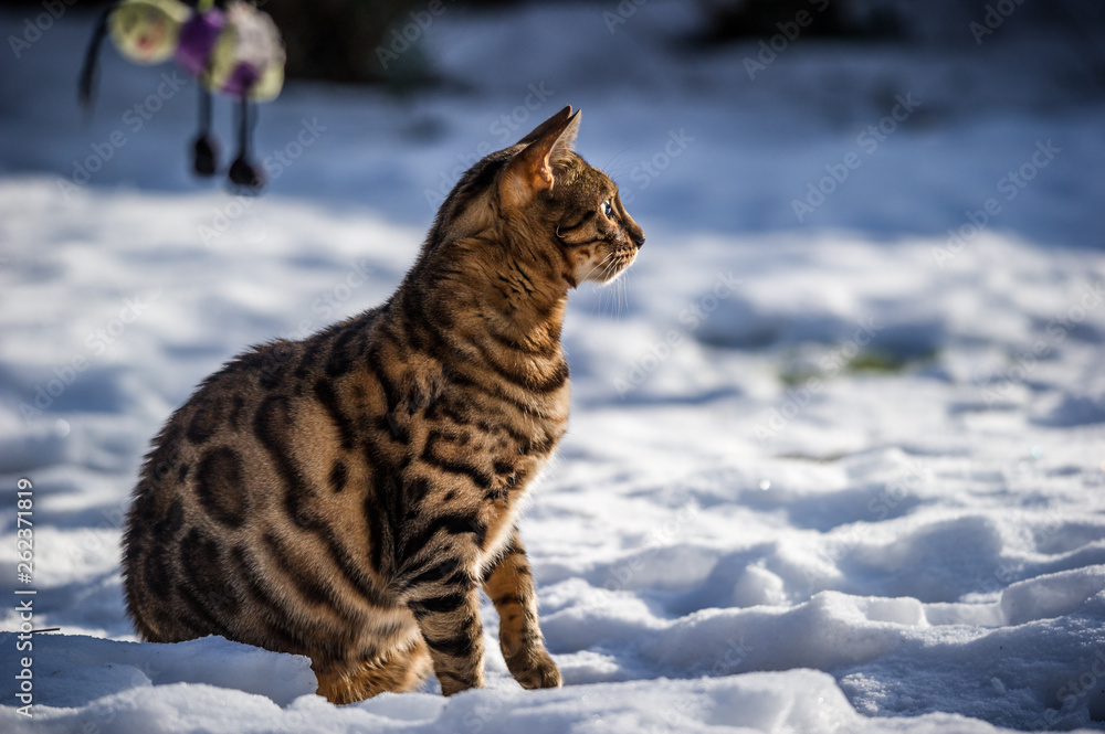 Bengal in deep Snow Bengal in deep Snow