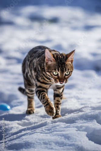 Charcoal brown Bengal in deep Snow