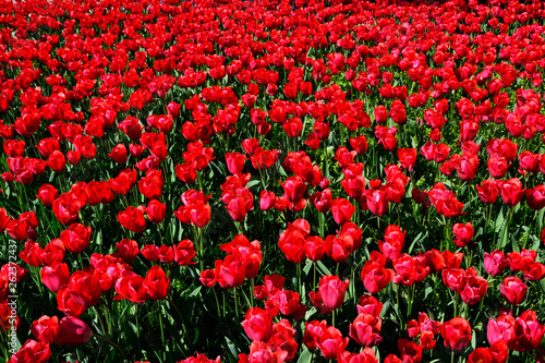 Red tulip field in Turkey