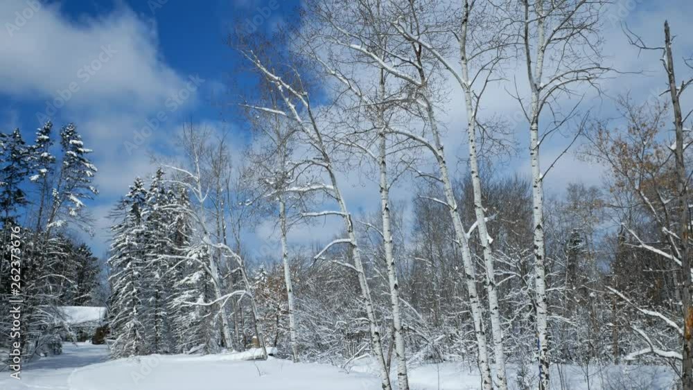 Beautiful aspen trees in forest after a snowfall with sun shining through clouds in tilt up clip. Beautiful aspen trees in forest after a snowfall with sun shining through clouds in tilt up clip.