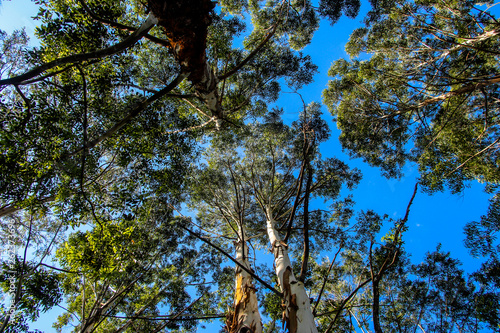 Arboles
