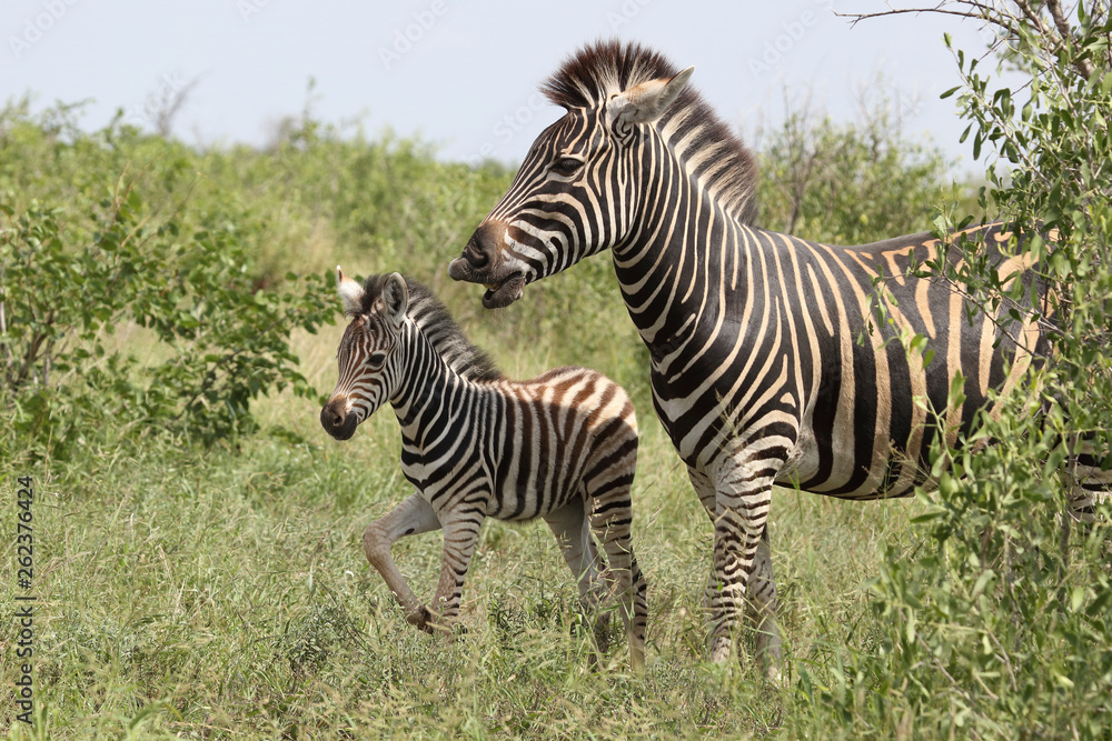 Steppenzebra / Burchell's Zebra / Equus burchellii... Steppenzebra / Burchell's Zebra / Equus burchellii...