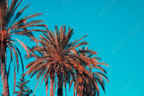 Palm trees against blue sky. Orange and teal effect