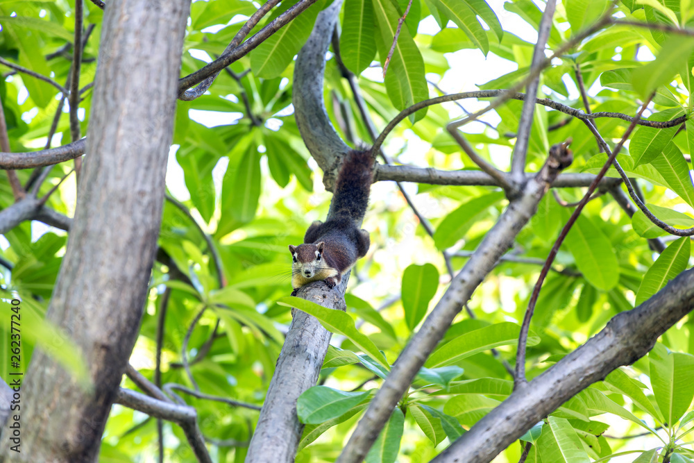 The garden squirrel. The garden squirrel.