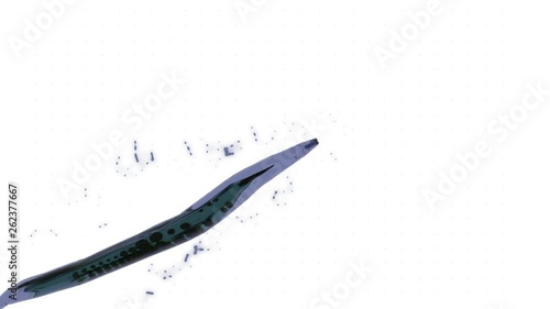 Stylized depiction of microscopic worm C. Elegans swimming  photo