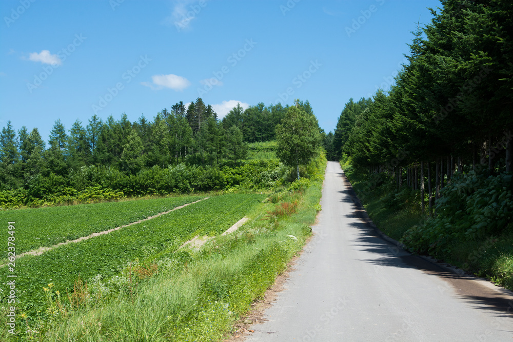 夏の青空と真っ直ぐな農村の道