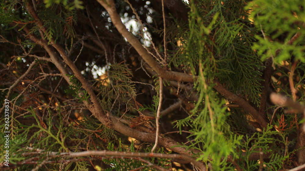 Naklejka premium moss on tree