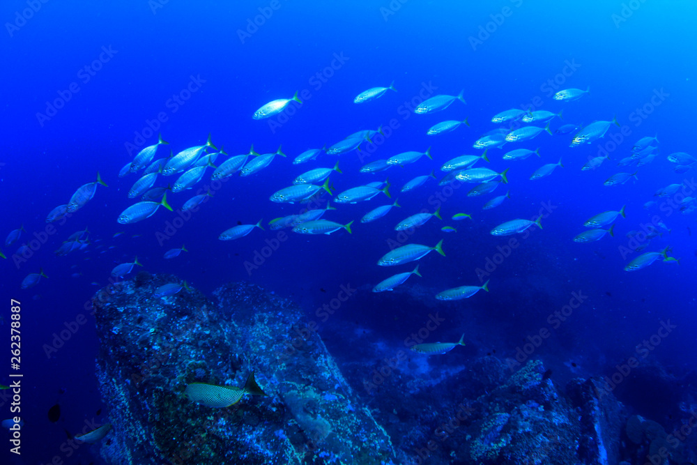 Fototapeta premium Tuna fish underwater 