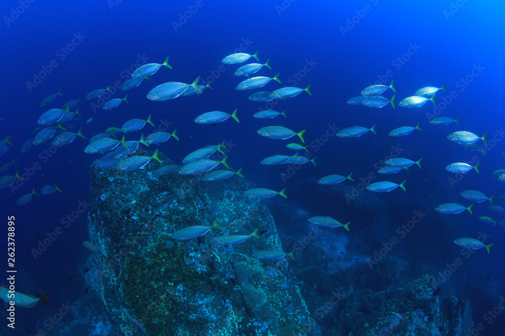 Fototapeta premium Tuńczyk pod wodą