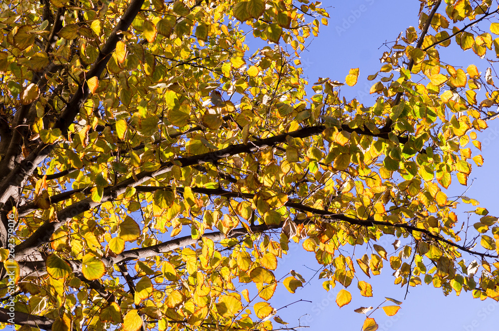 yellow leafs of tree an autumn on the sky background. nature, seasonal. yellow leafs of tree an autumn on the sky background. nature, seasonal.